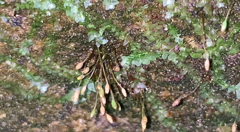 Tetrodontium ovatum